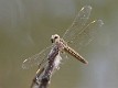 J19_9059 Brachythemis contaminata female